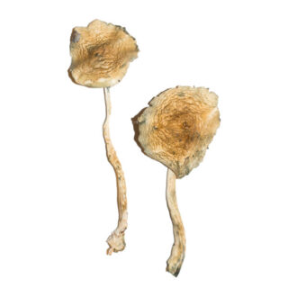 Golden Teachers mushrooms