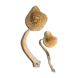 Cuban Magic Mushroom