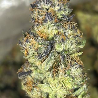 Point break strain